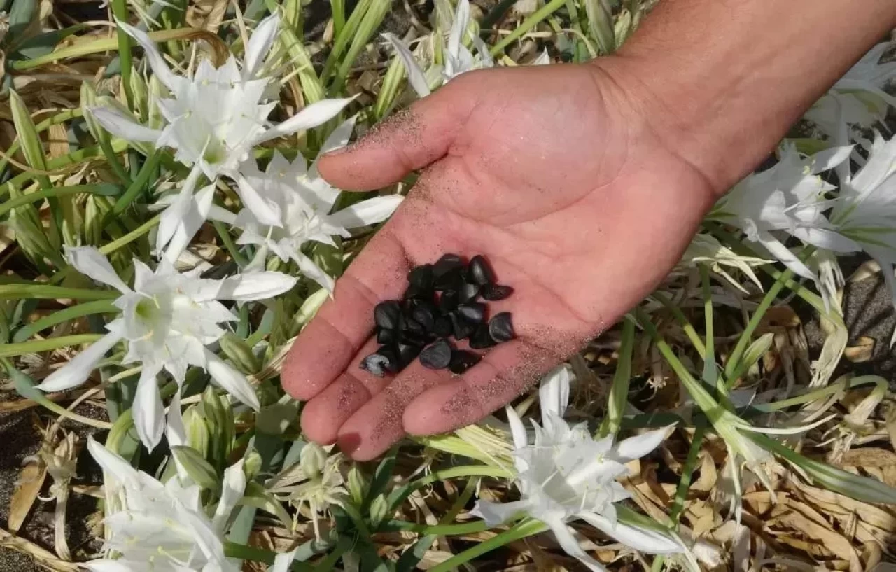 İnsanı büyülüyor! Bu çiçeği koparmanın cezasına zam geldi