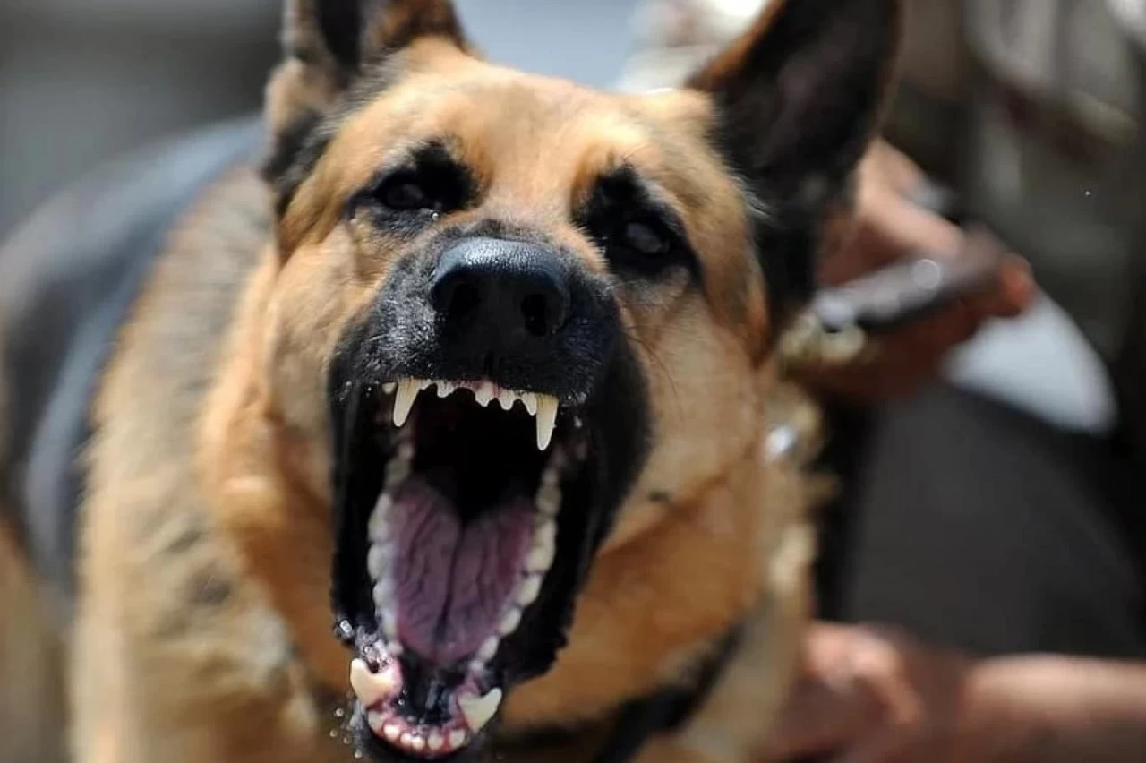 Sokak Köpeği Bu Kez Konya'da Dehşet Saçtı! Saldırıya Uğrayan Çocuk Hastanelik Oldu