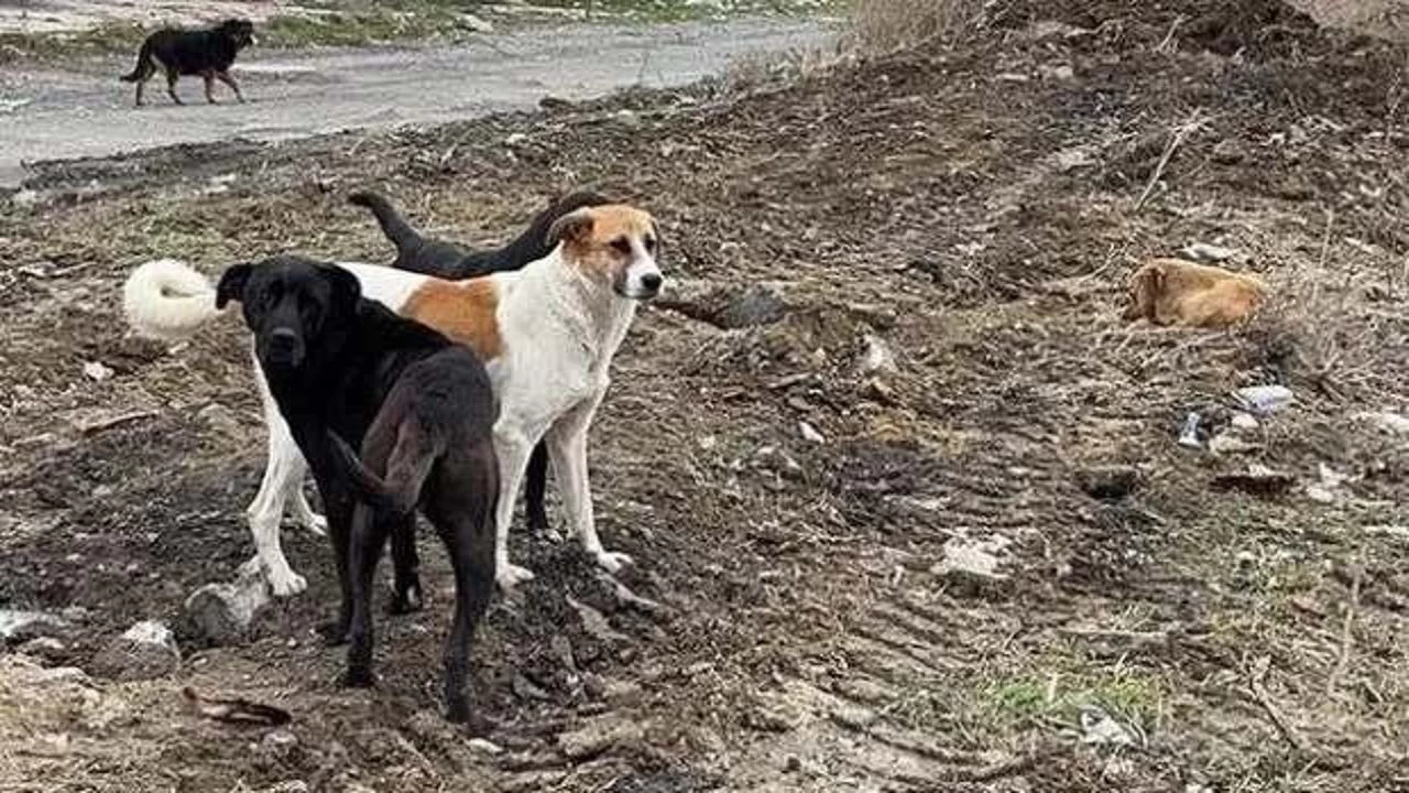 Başıboş Köpek Saldırısında İBB’ye 25 Bin Lira Tazminat Cezası!